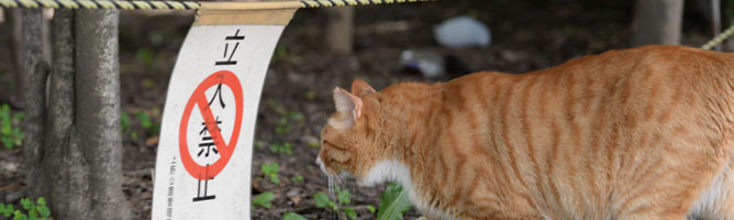 情報商材は多くのASPで取り扱い禁止に